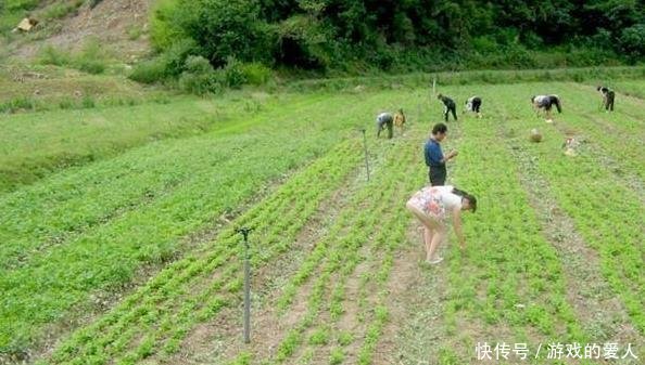 农村小本创业项目，每亩收益高达3万元，南方北方都可以种植