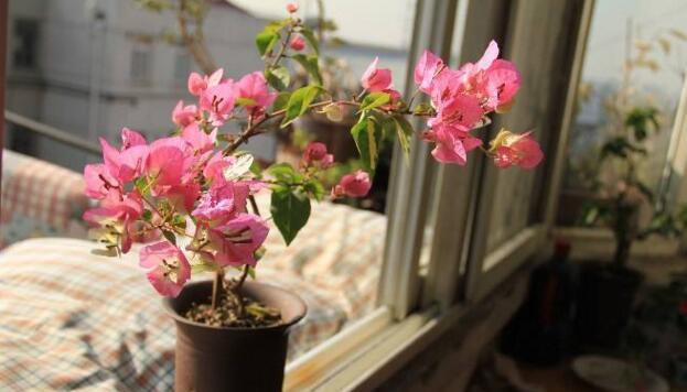 「枝条」立秋了,养这些花,一年能开300多天,一个枝条插10盆,好活