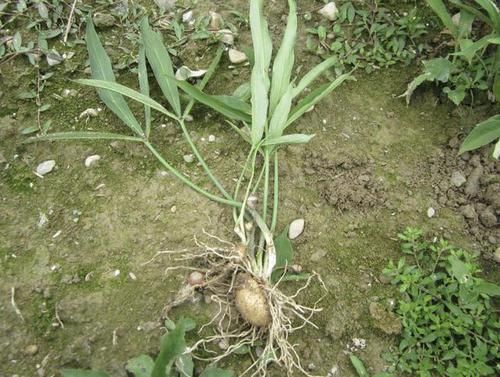  #人称#玉米地里的“1种植物”，拔1棵少掉1棵，人称“半夏”，珍贵！