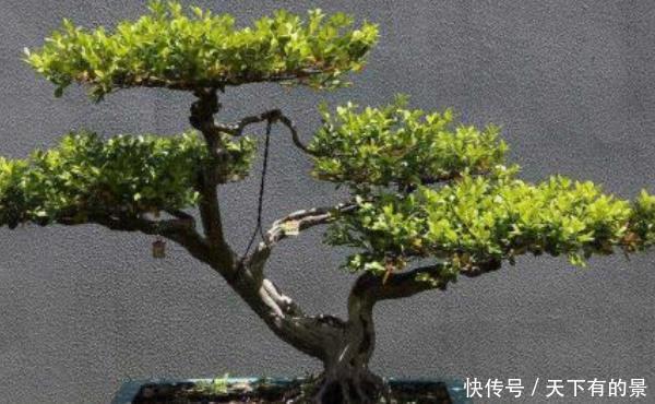  「老师傅」家中有“4种”树，耐旱又好养，财源滚滚来，老师傅一看就懂！