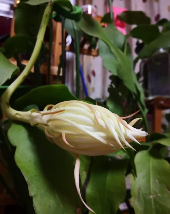  家里：昙花切一截重要部位插土里，今年就能开花，神秘幽香惹人醉！
