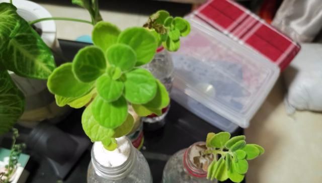  [烦恼]让人心疼又烦恼的碰碰香盆栽，繁殖简单，但我却不想养太多