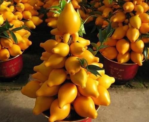  『朱顶红』阳台养花，不妨养这4款植物，好养易活不招虫，养在哪里都爆盆
