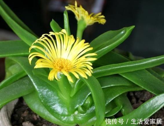 『种多肉植物』此花长着“绿舌头”,越晒叶子越绿,养得好长成绿玛瑙,颜值高