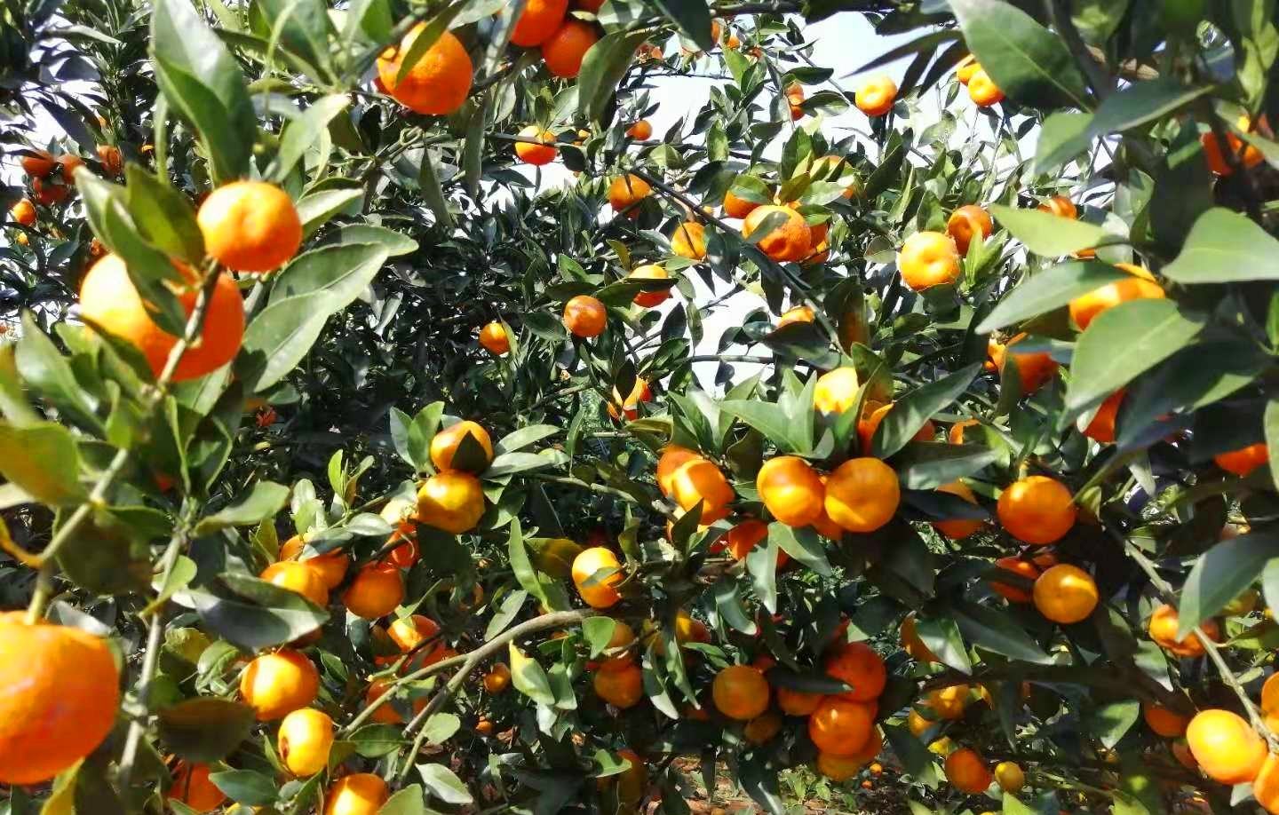 柑橘种植，今年“如此惨败”，未来果农该如何发展？