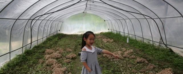  「小伙」陕西农村小伙毕业回家种植稀罕物，一年能收6万斤每斤能