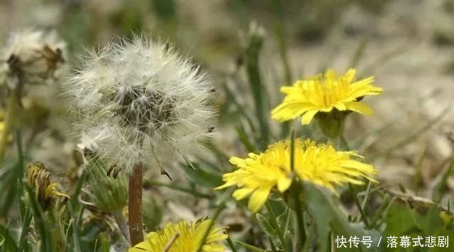  『错过』农村的蒲公英正是开花之际，除了好看外用途也大着呢，不要错过！
