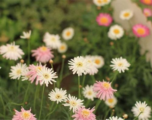  『植物』松叶菊怎么种植，种植过程需要注意哪些问题，科学种植是关键