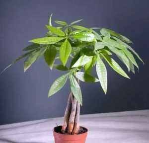 养鱼水|家里的这些花浇水要正确,学会这几招,不怕再把花浇死!