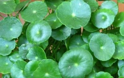  『植物』什么花可以水养?