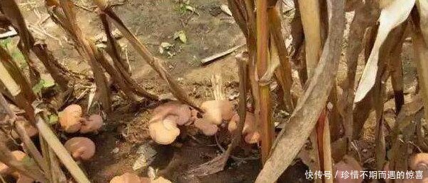 6旬大妈在玉米地里种这个怪东西，收获竟是玉米的一千倍