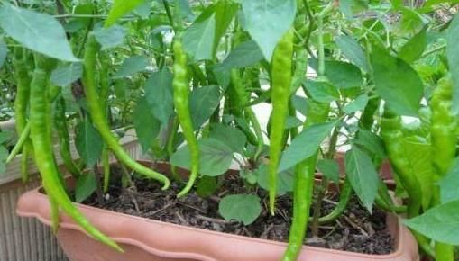  『盆栽』养花种草不实际？不如盆栽这些蔬菜，既能观赏又能食用，贼好看