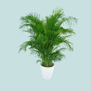 植物■在家养这几种植物,让空气变得更加清新,好处多多!
