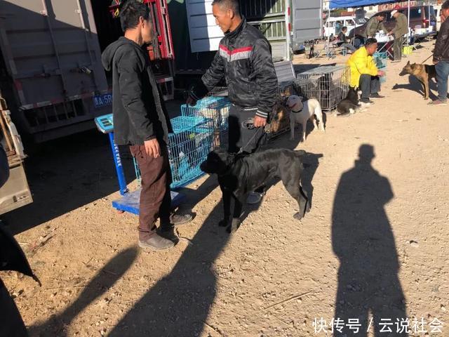 『商贩』狗市:商贩出售凶悍的杜高犬,报价八百却无人敢买!