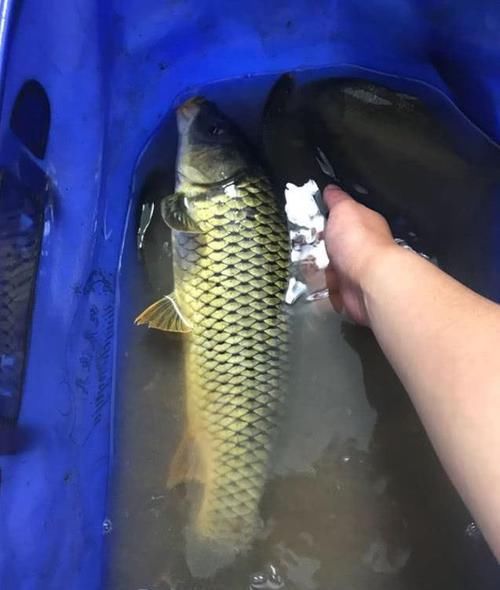  [事实]为啥你钓不到大鱼？不仅是技术问题，还有几个你不愿承认的事实