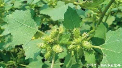  [这一种]农村常见的“耳朵草”过去农民当害草，市面卖50元一斤