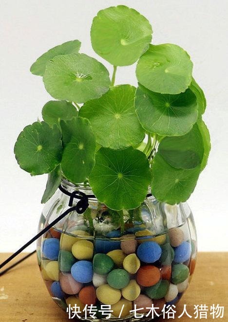  『很快』铜钱草开花及时修剪，很快就生机勃勃！