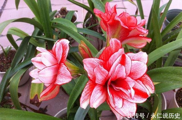  『朱顶红』最挺拔的盆栽花卉，花型奇特，花大色艳，适于盆栽装点居室