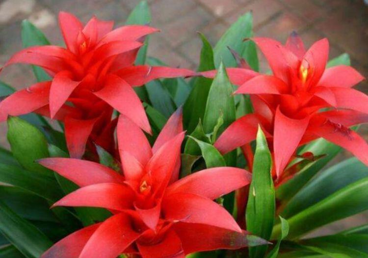 「花色」喜欢在家中养护花卉,就选5种花卉,花姿卓越,花色绚丽,非常美