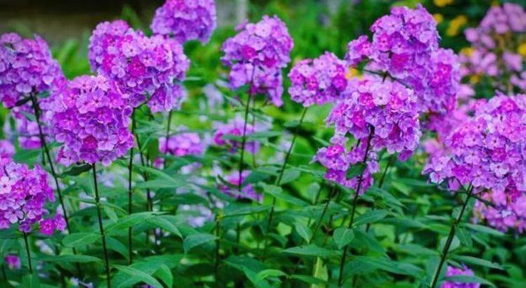 #春天#春天养花,不妨养这四款花,花开娇艳美不胜收,一年四季都赏花