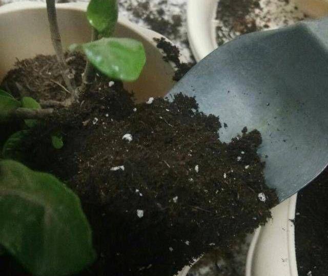 栀子花@栀子花黄叶?不用硫酸亚铁,一个小方法,7天就治好