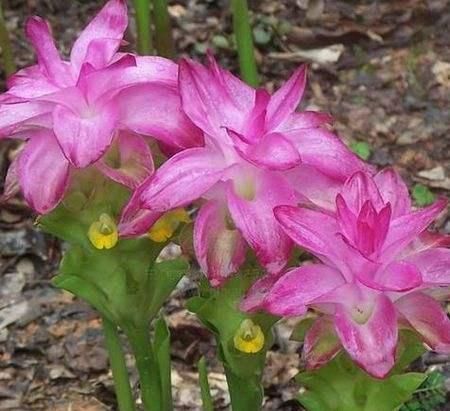 「牡丹」野外1种花,姿色不输牡丹,开花有仙气,快看看你见过没?