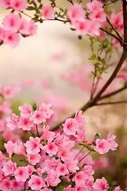 春天怎么拍才有意境？十招让您立刻开窍！