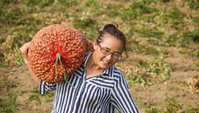  「大妈」农村大妈包地种百亩花生，每斤只卖1块5，这样种地能挣