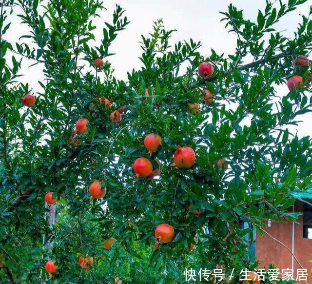 家里种|门前种3种树,家兴富三代,种错了,坏处多