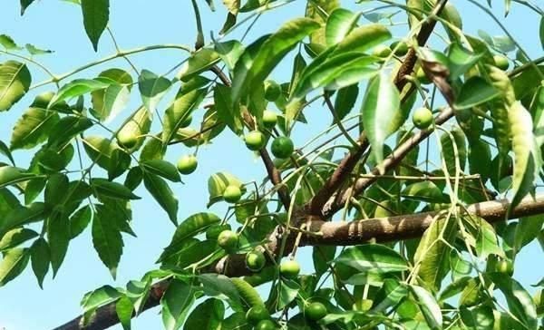  种子：农村常见的“羊屎蛋”树，现在为什么消失了？