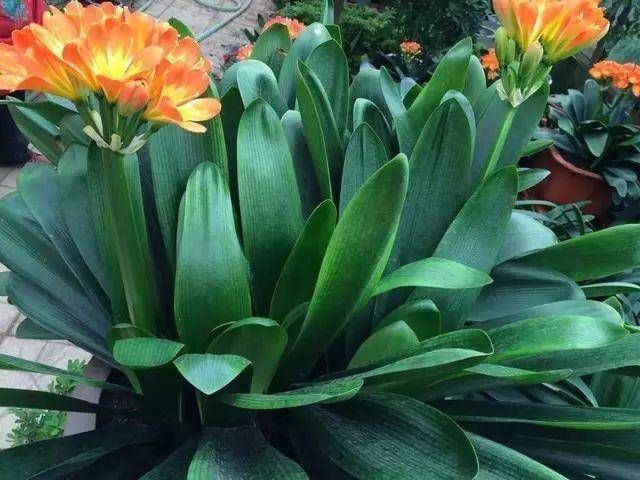  #舍得#养花也是技术活，养君子兰你要“舍得”，给它砍一刀，来年长满盆