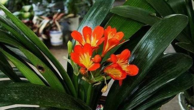  「酸酸」这3种花就喜欢喝“酸酸水”，花卉长势好叶绿翠绿，比花肥都厉害