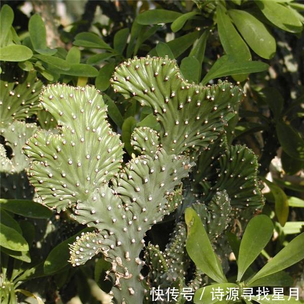  「漂亮」这几种多肉有毒！虽然漂亮 但家里有孩子的话最好还是不要养殖了