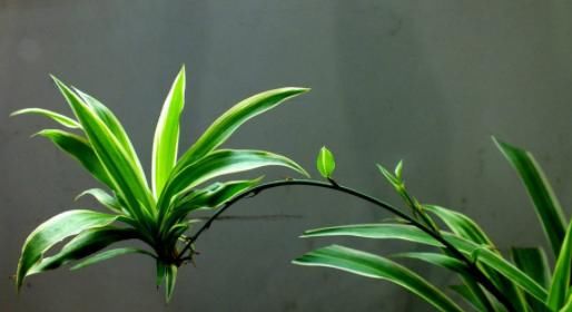 『适合』适合养在“书房”的4种花,缓解疲惫感,既养眼,还不落俗