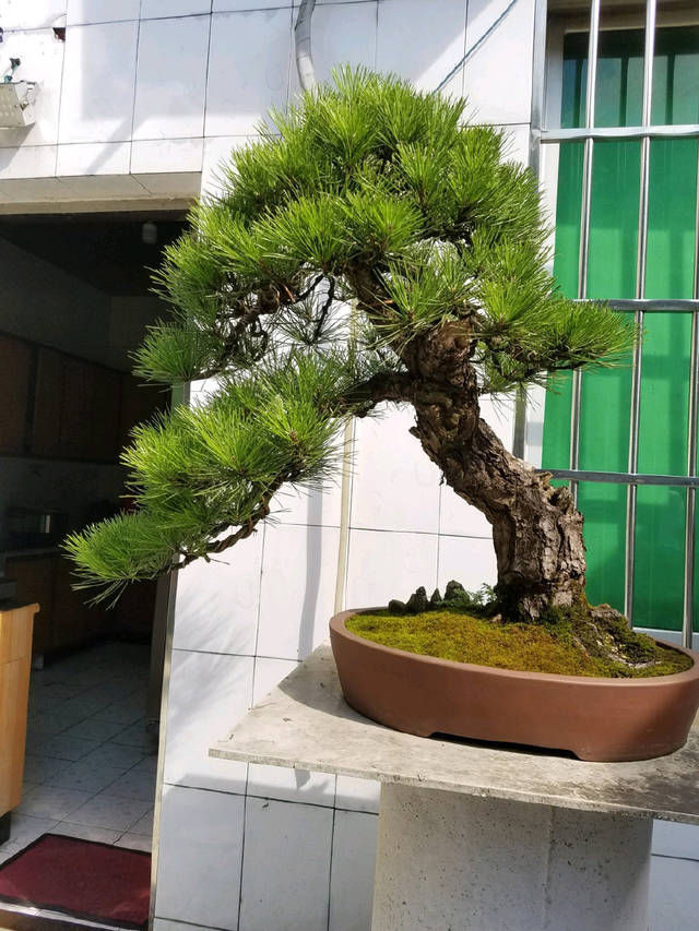 『园艺师』到园艺师家里做客,欣赏到了很多精品盆景,一起来感受盆景的魅力