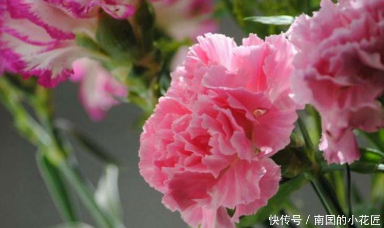 「凌霄花」4种花很漂亮,好养易活能爆盆,花大色艳很漂亮,谁养谁爱