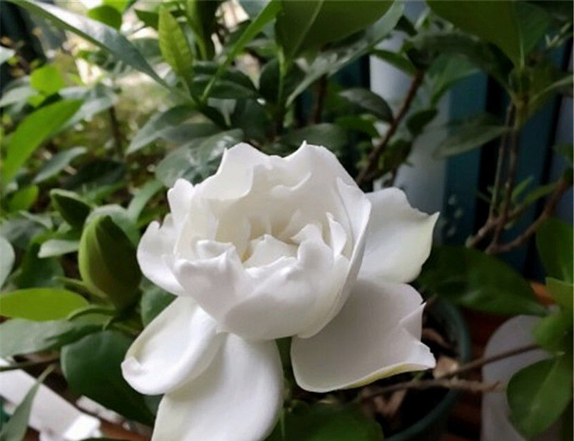 #土壤#掌控好3元素,栀子花的花量随你控制,花朵白净,挤满枝头!