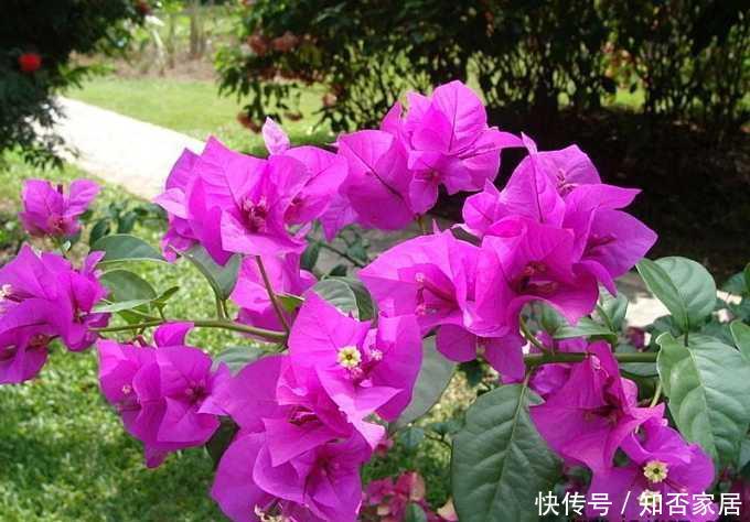  #一年四季#“3种花”，花期超长，好养好繁殖，一年四季看花开