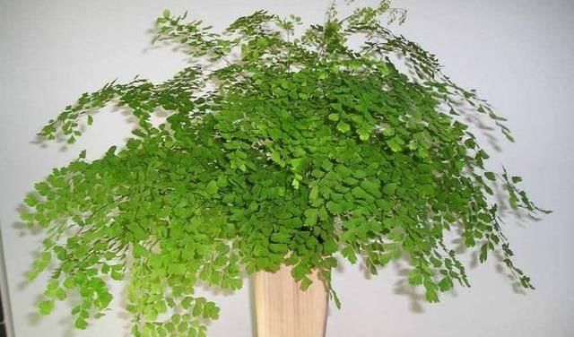  「土里」夏天必养的3种花，扔进土里就能活，沾水就爆盆，枝繁叶茂花期长