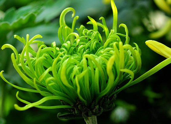  「不妨」喜欢养菊花，不妨试试这几朵，花形别致，花色淡雅，简简单单就爆