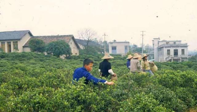 80年代老照片：苏州的房屋贫富差距大，公园留影的美女侧脸很美