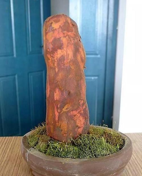  朱顶红：看见这花可别买，忍住，小心被忽悠，花钱买气受！
