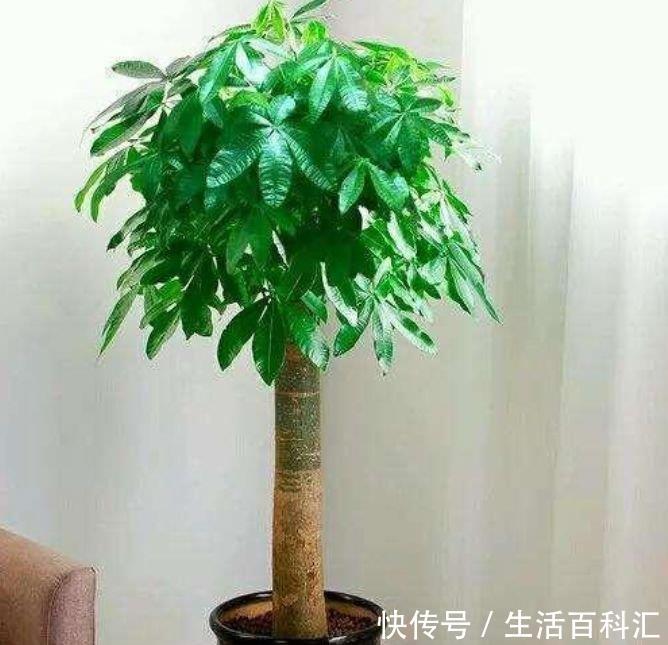 发财树@阳台养花,不妨养这4款植物,好养易爆盆,旺运又招财
