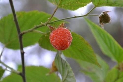 『果实』覆盆子的花白色,果实有红色,金色