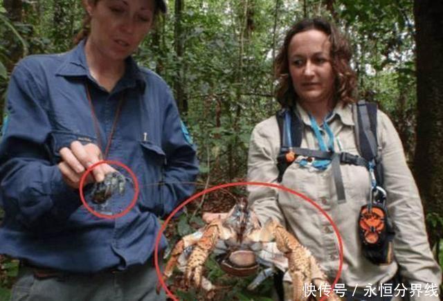 「椰子蟹」聪明的螃蟹特别爱吃椰子肉， 我国网友说一口锅放不下