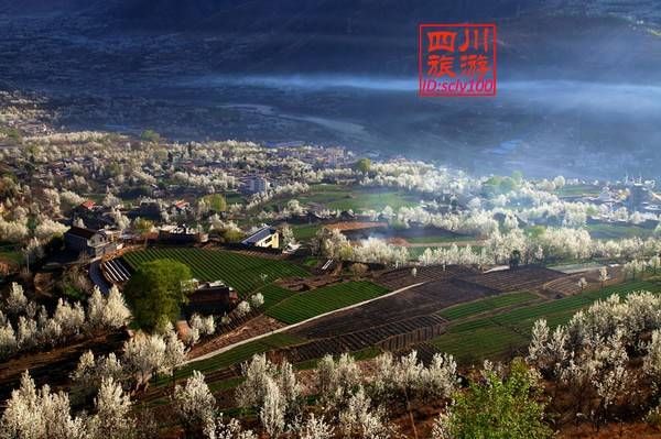 再过20天，中国将花开成海，错过再等一年