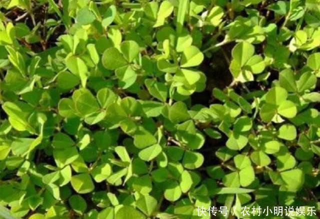 被农民忽略的鸡眼草，是一种珍贵的中药材，市面上一斤50遭疯抢