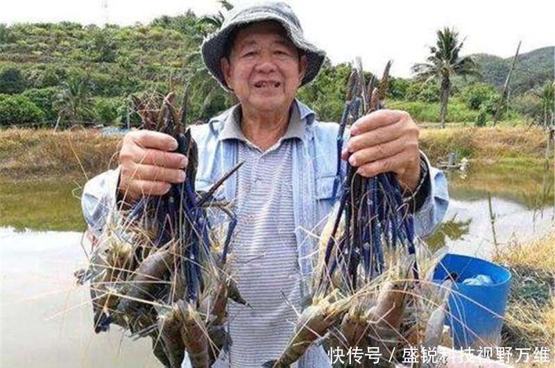 [泛滥]“虾王”东南亚称霸，来到中国却成“软脚虾”，中国吃货求泛滥