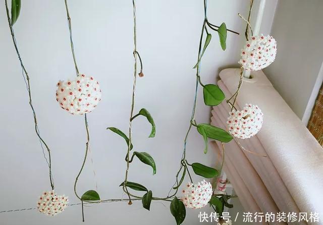  [喜欢]超级耐阴的球兰，养1盆能爬上窗台、房顶，开花比香水还香