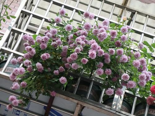  「图片作者」这6种花就是开花机器，养1盆能开200天，让你有花看